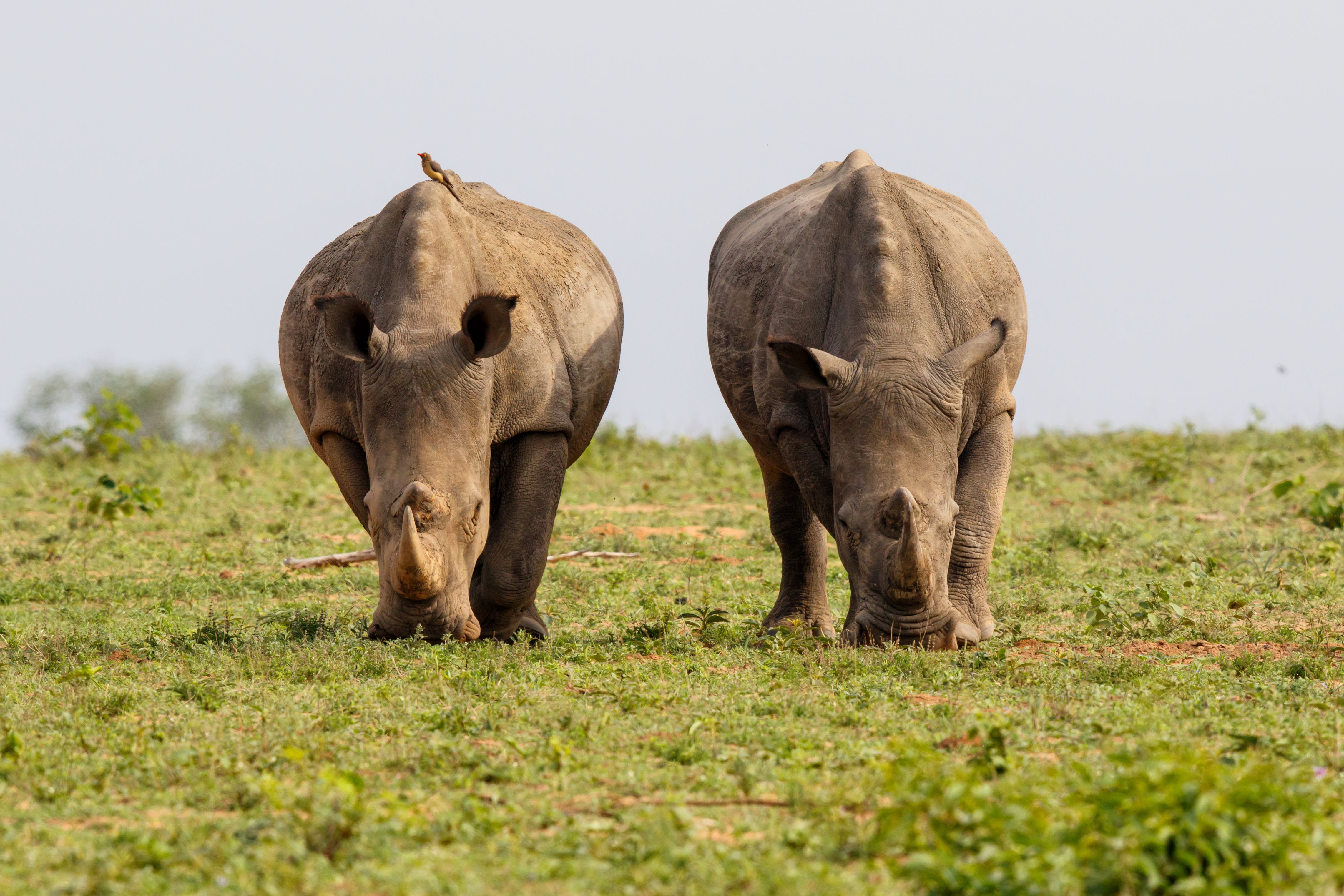 A New Chapter for Africa's Rhinos: The Rhino Renaissance