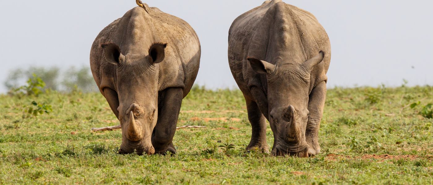 A New Chapter for Africa's Rhinos: The Rhino Renaissance