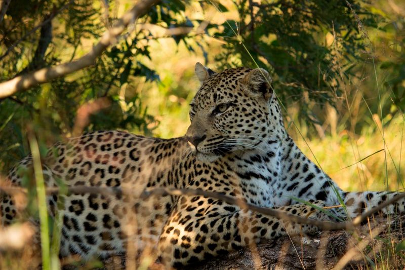 Ein Leopard im Greater Kruger National Park in Südafrika