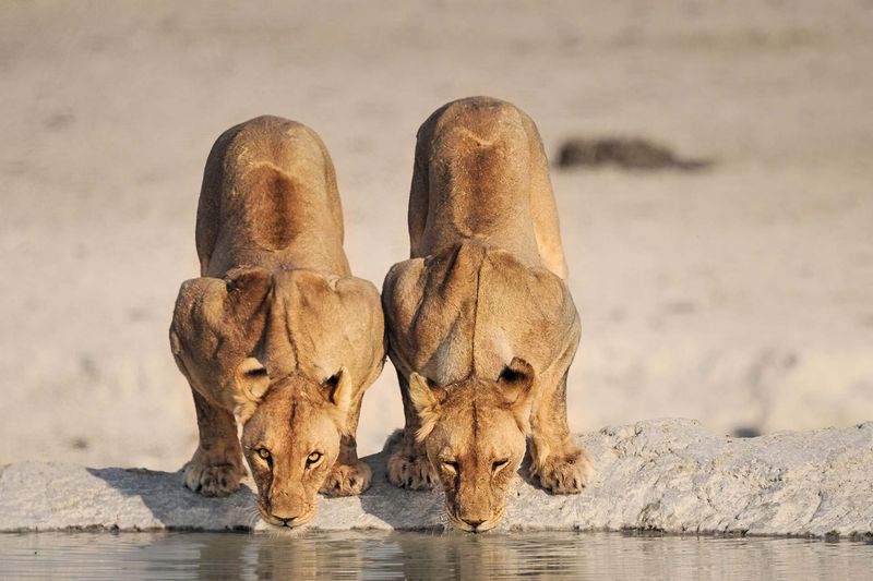 Zwei Löwen trinken an einem Wasserloch im Etosha Nationalpark