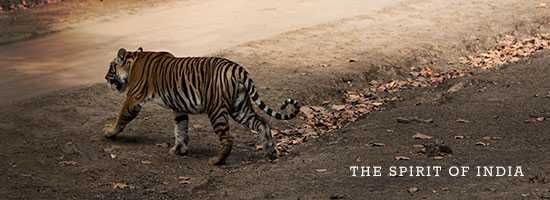 The-Spirit-of-India