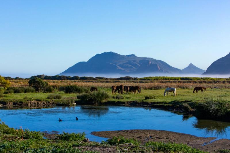 Horses grazing near the Atlantic on Imhoff Farm