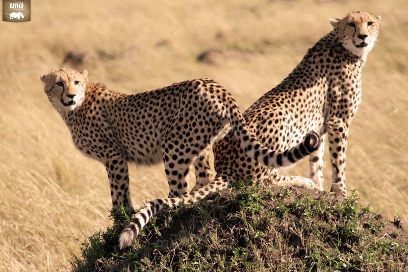 Cheetahs in Phinda