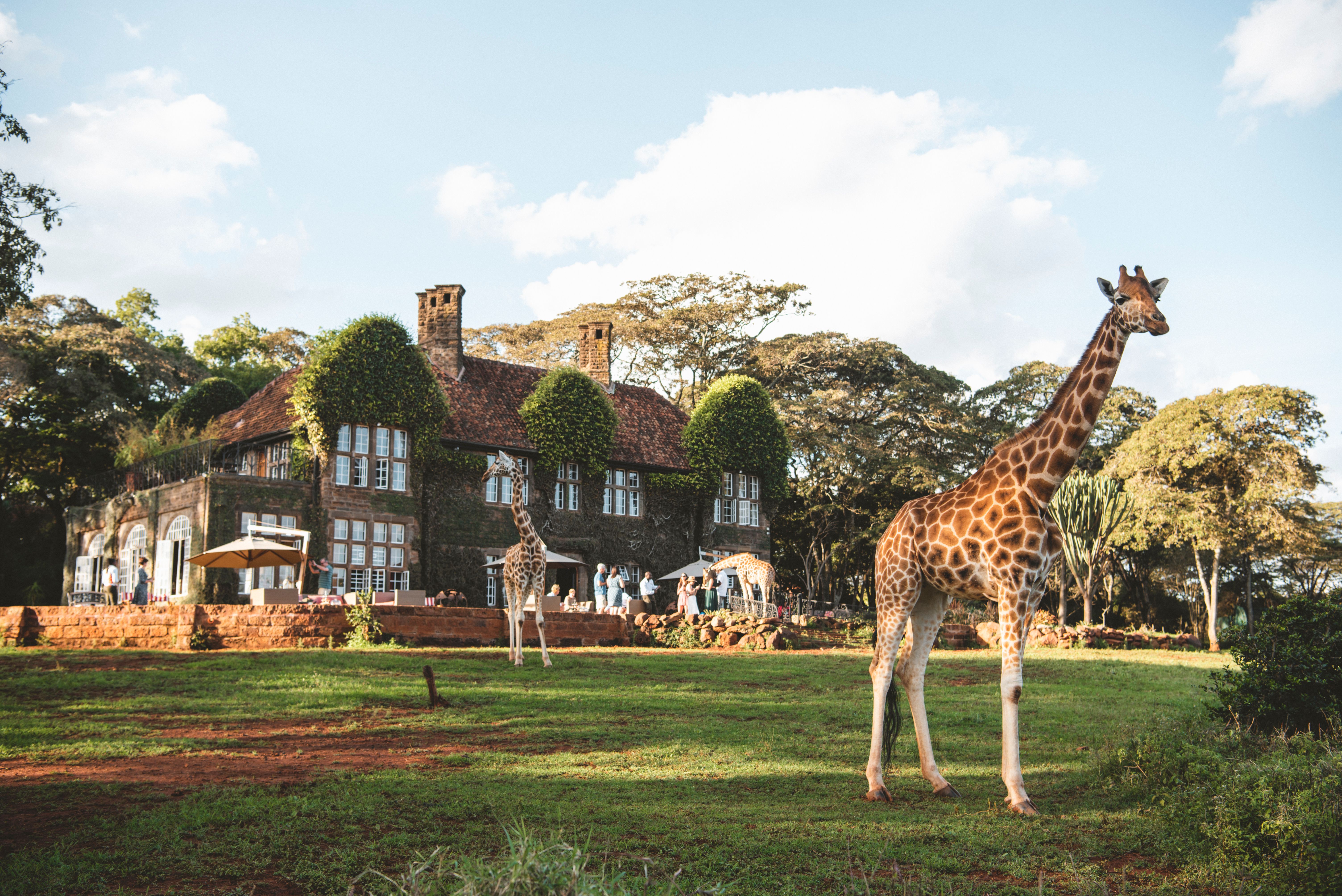 Experiências para um conhecedor de safáris africanos