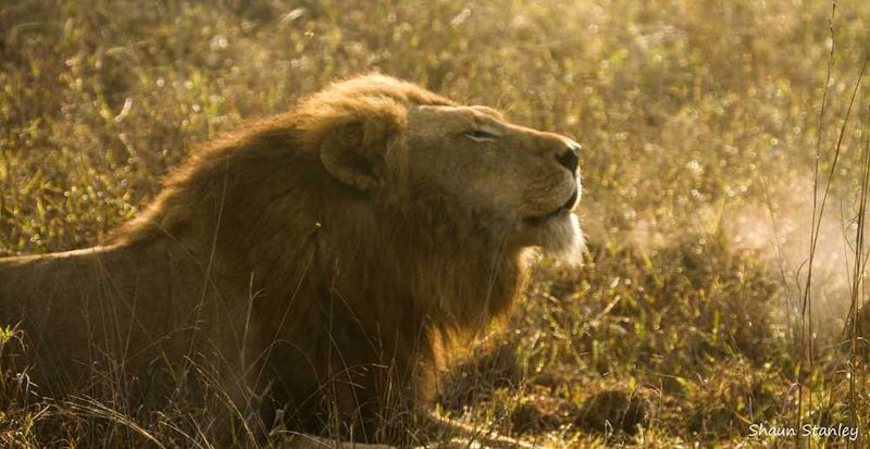 Lion breath