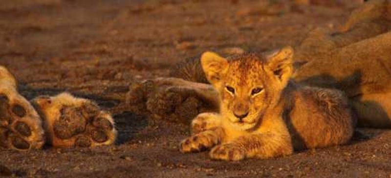 Little lion cub basking in the last sun rays