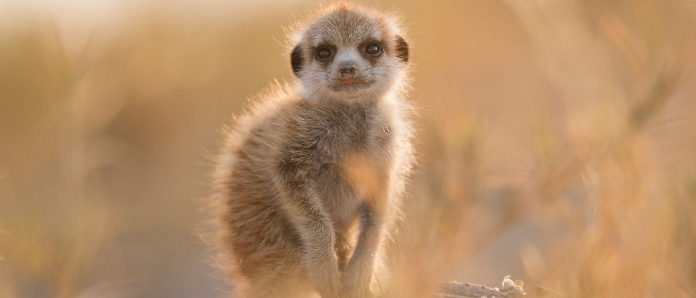 Rhino Africa Launches 1st 360° Virtual Safari Experience: A Morning With Meerkats