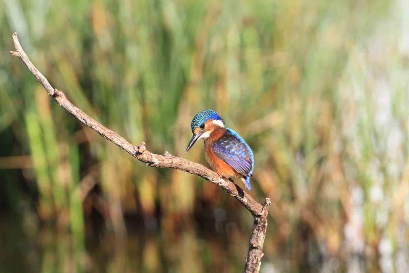 Kingfisher at Intaka Island in Century City