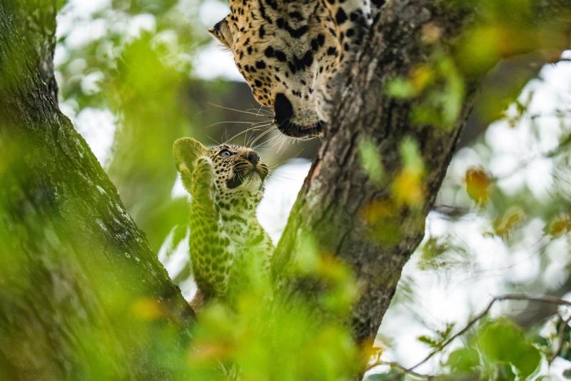 Süßer Leopardennachwuchs spielt mit Mutter im Baum - Leoparden-Sichtungen sind im Sabi Sand Game Reserve fast garantiert