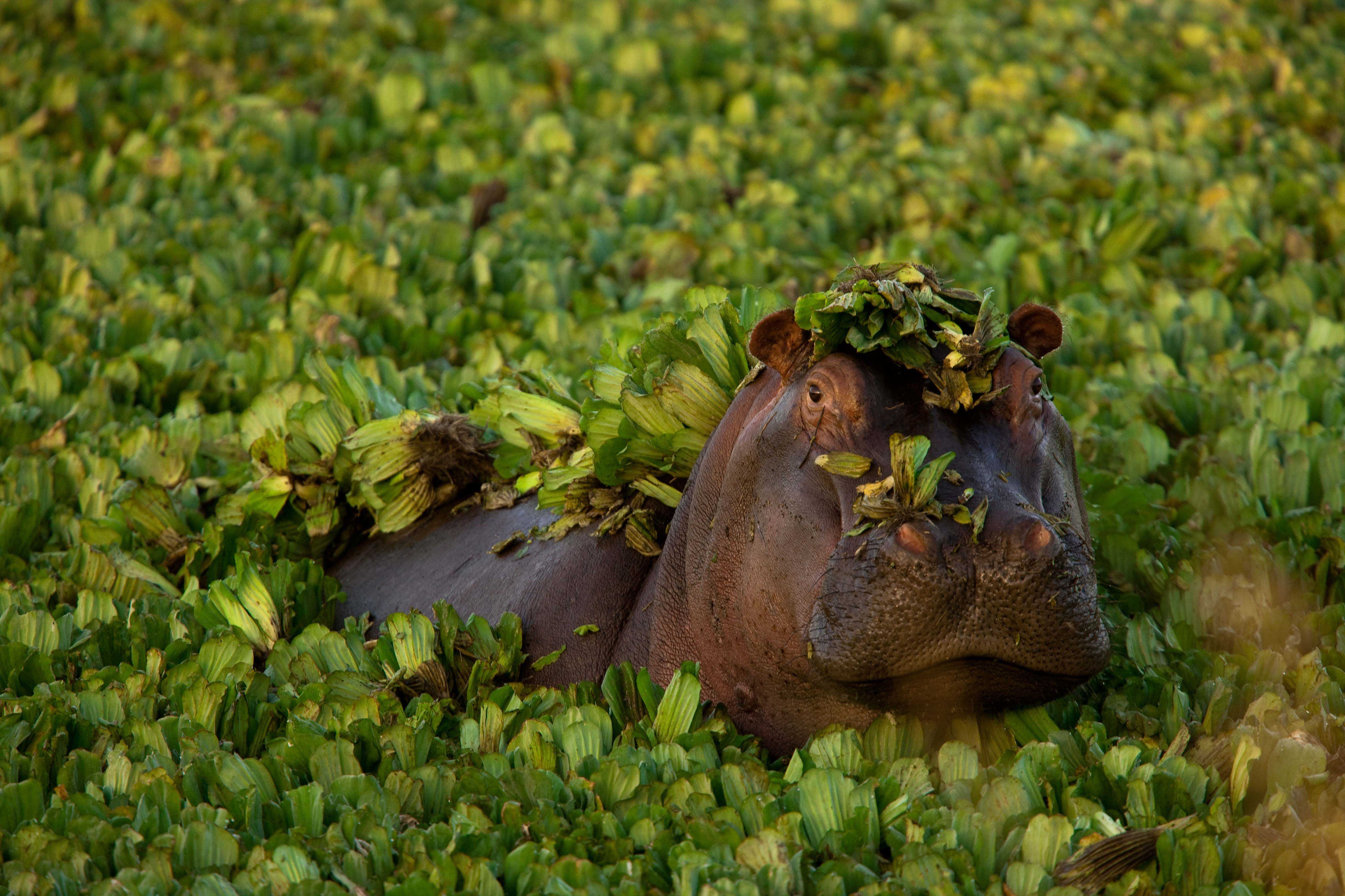 Africa's Wild Olympians: See Nature's Record-Breakers on Safari