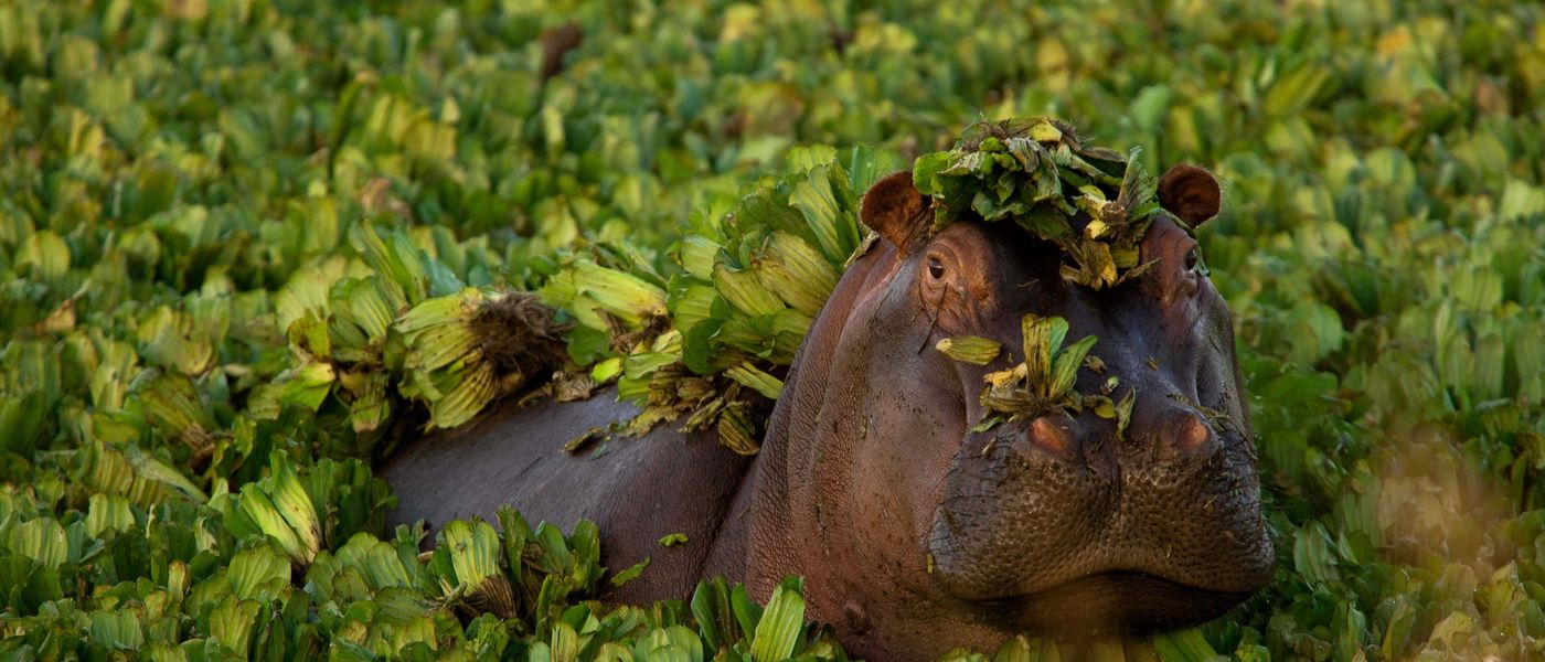 Africa's Wild Olympians: See Nature's Record-Breakers on Safari