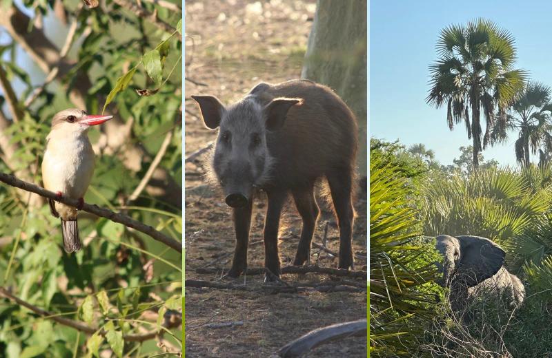 Collage featuring a kingfisher, warthog and elephant among Gorongosa’s diverse wildlife.