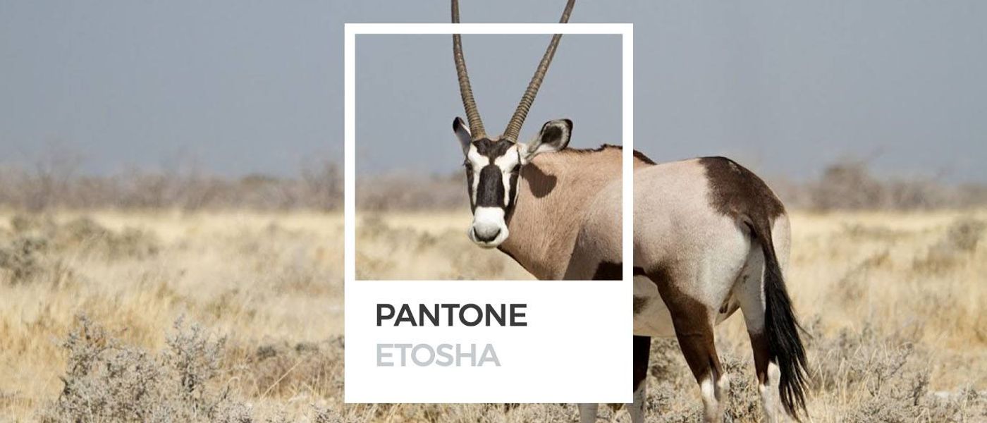 Couleurs d'Afrique : le Pantone d'Etosha
