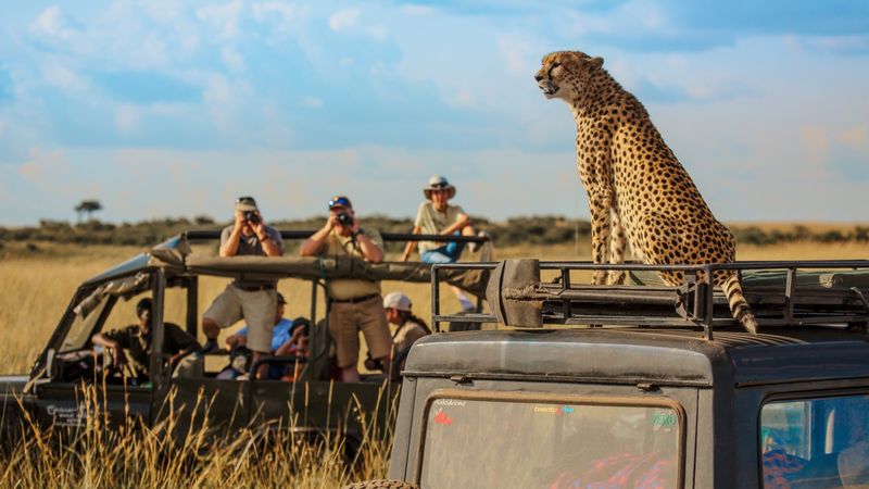 Endangered cheetah sits atop a safari vehicle