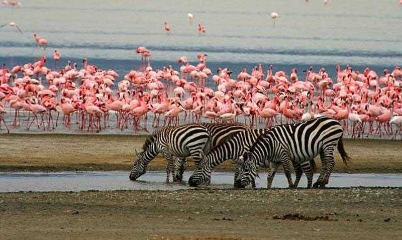 A herd and a flock | Lake Manyara National Park