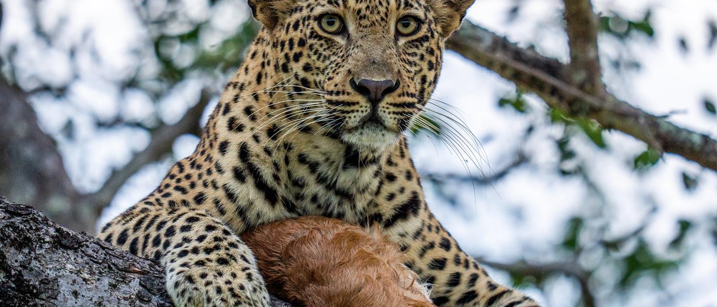 Erste Safari in Afrika: Hilfreiche Reisetipps