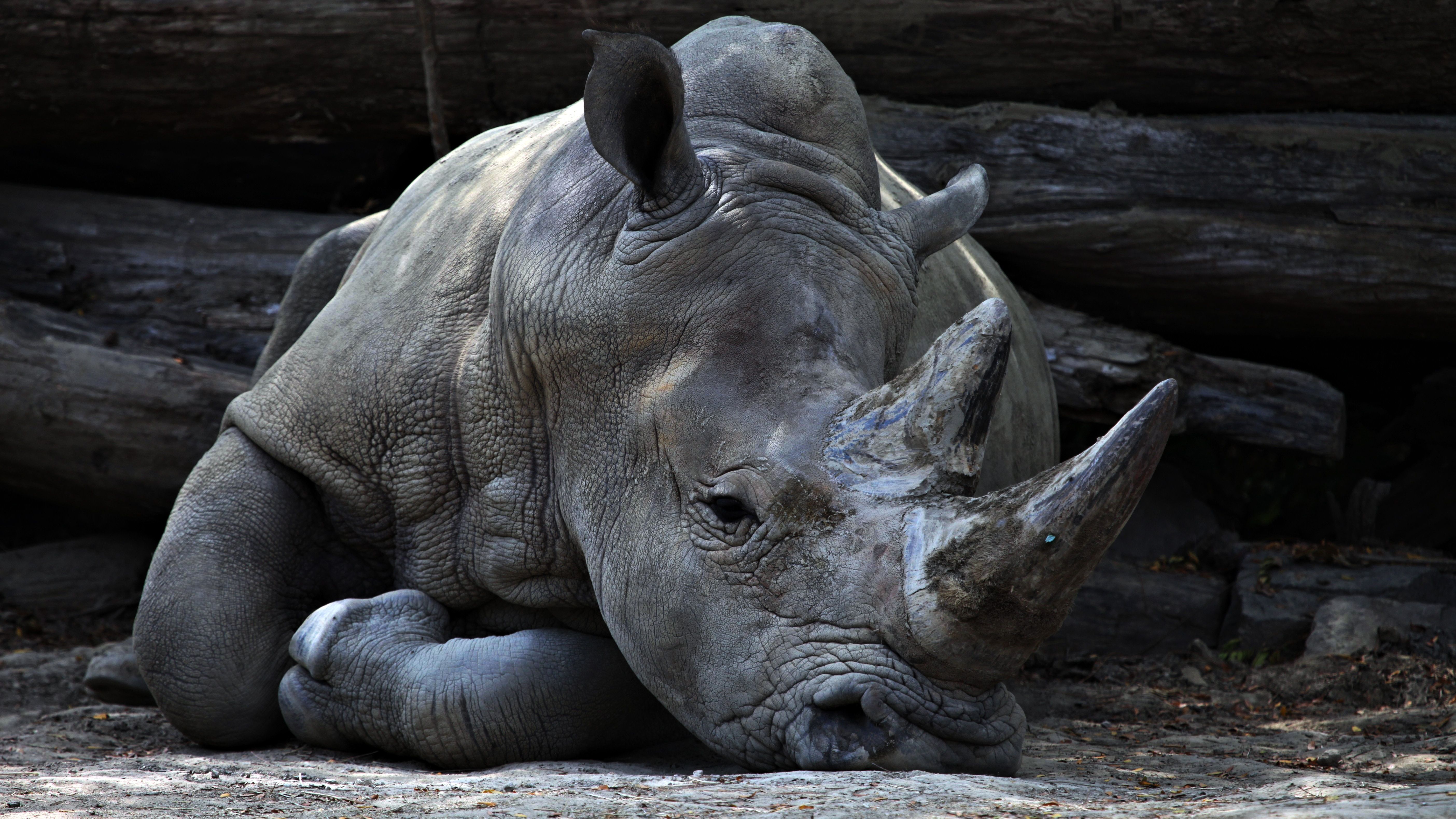 Just So Stories: How The Rhinoceros Got His Skin