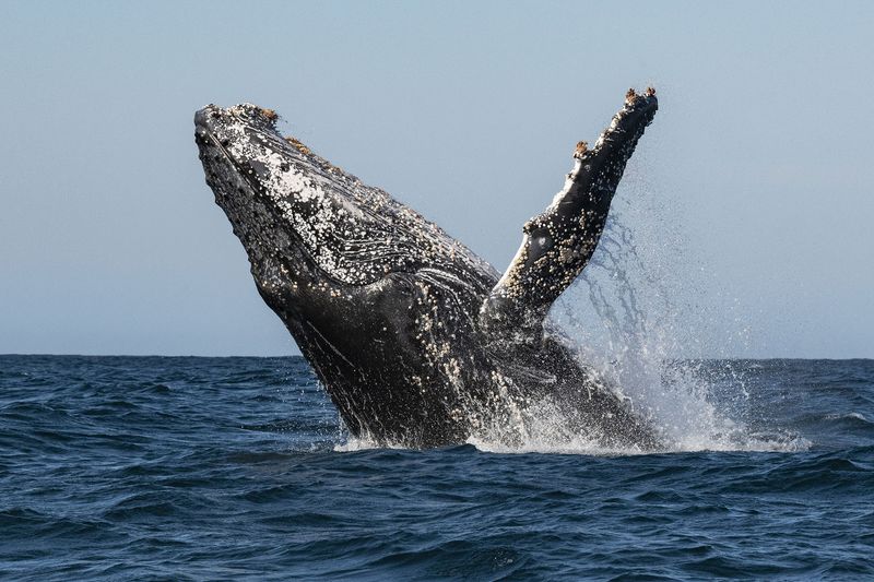 Die Garden Route lockt zwischen Juni und November mit tollen Walsichtungen