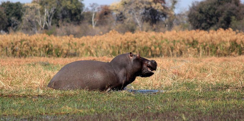 Un hippopotame se baignant dans la rivière Chobe en Namibie