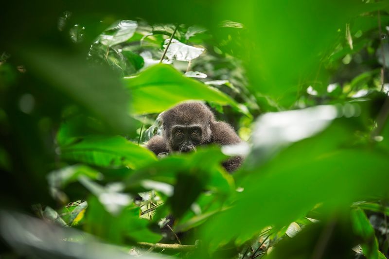 A western lowland gorilla
