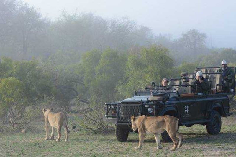 Lionesses pass by the londolozi game vehicle in the morning mist