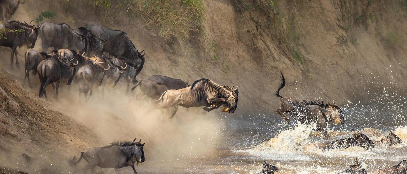 The Great Migration in Pictures