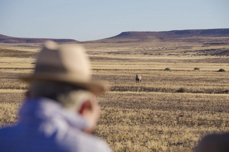 Spotting a desert-adapted rhino
