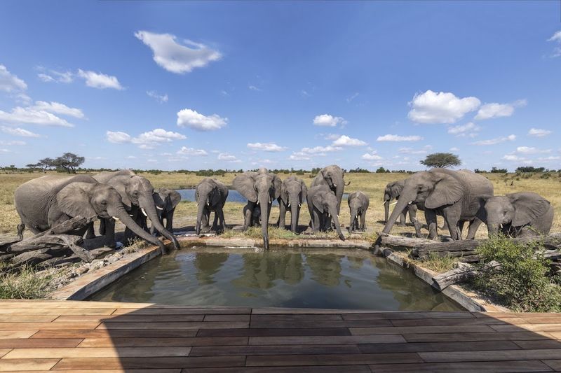 A herd of elephants drinking from a pool at African Bush Camps