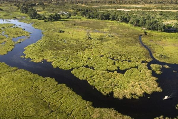 The Best Okavango Delta Safari Lodges and Camps for 2024