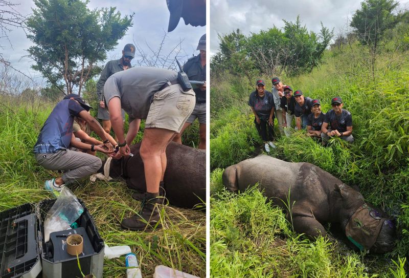 Rhino dehorning experience in Africa