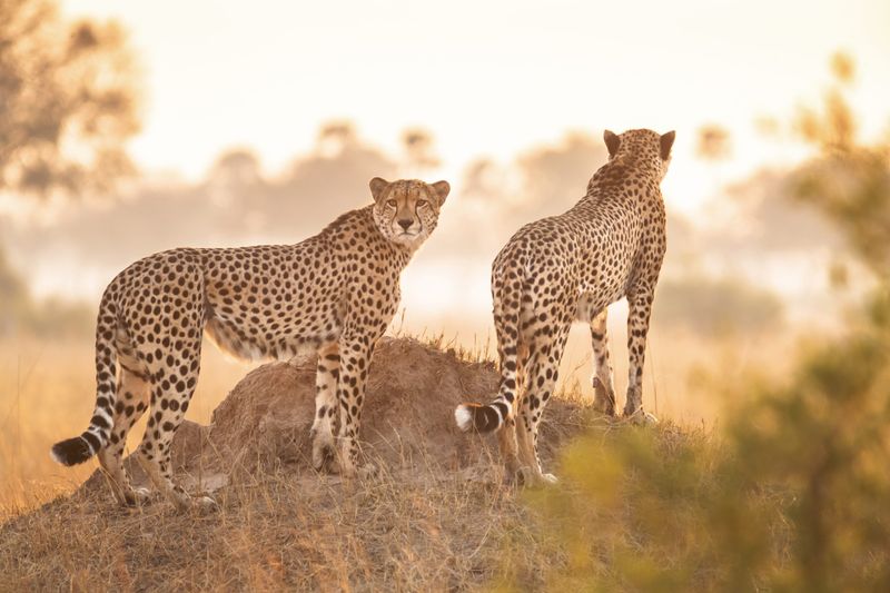 Cheetahs at Wilderness Linkwasha
