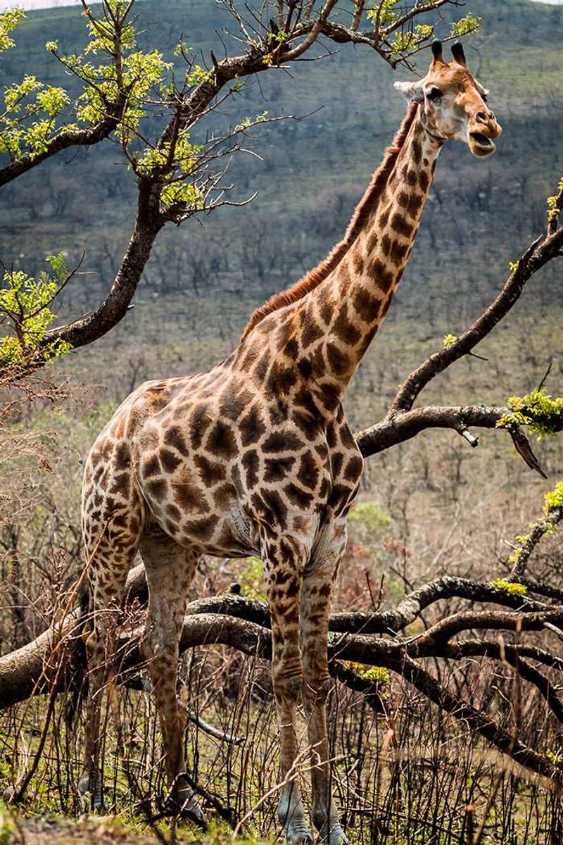 A giraffe