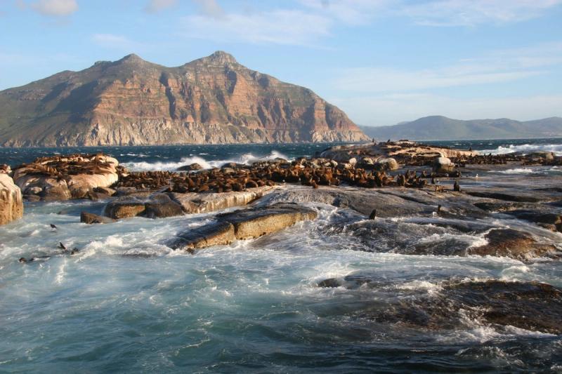 Seal colony on Duiker Island near Hout Bay