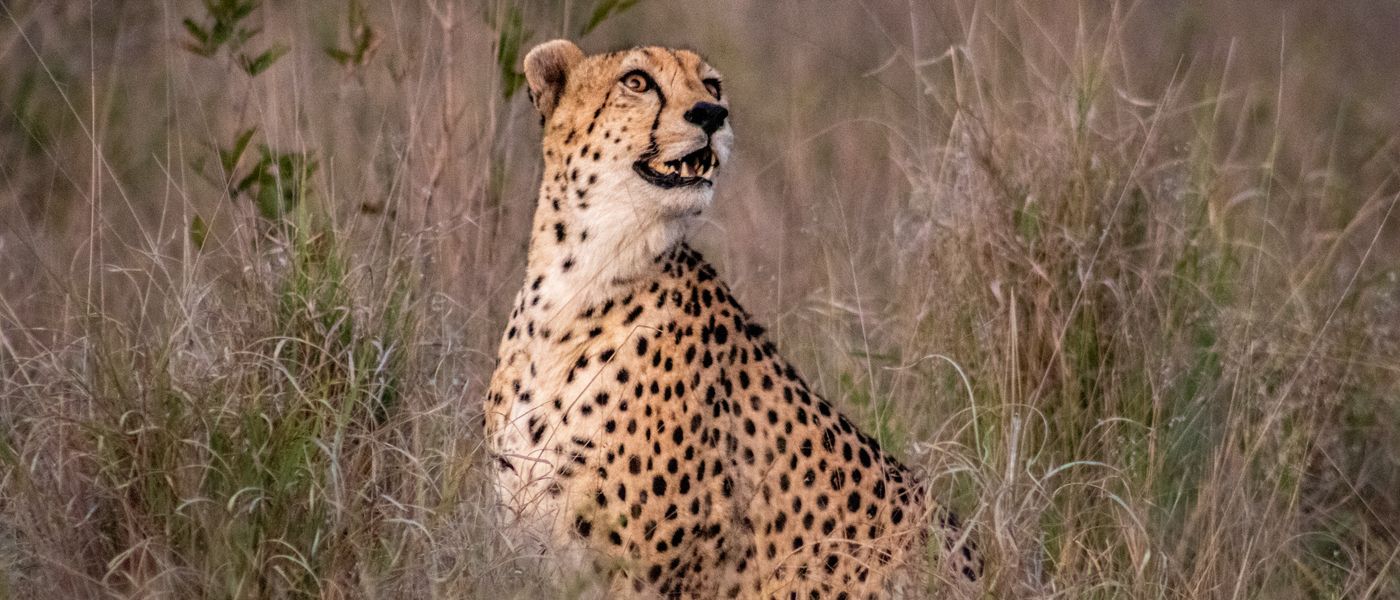 Cheetah Safari Sightings: Silvan Safari Blog