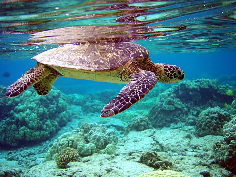 A turtle swimming in pristine waters