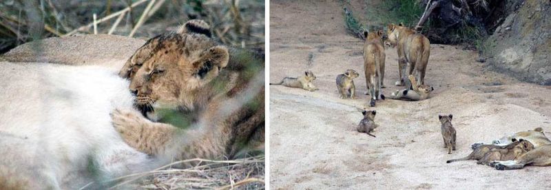 Lion cubs of the Sabi Sand Private Game Reserve