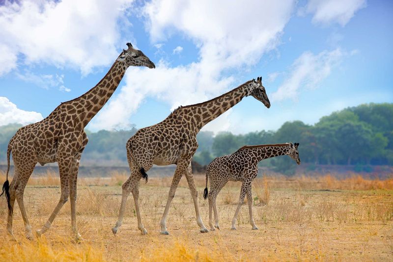 Giraffes are walking across the open African Plains in South Luangwa National Park, Zambia