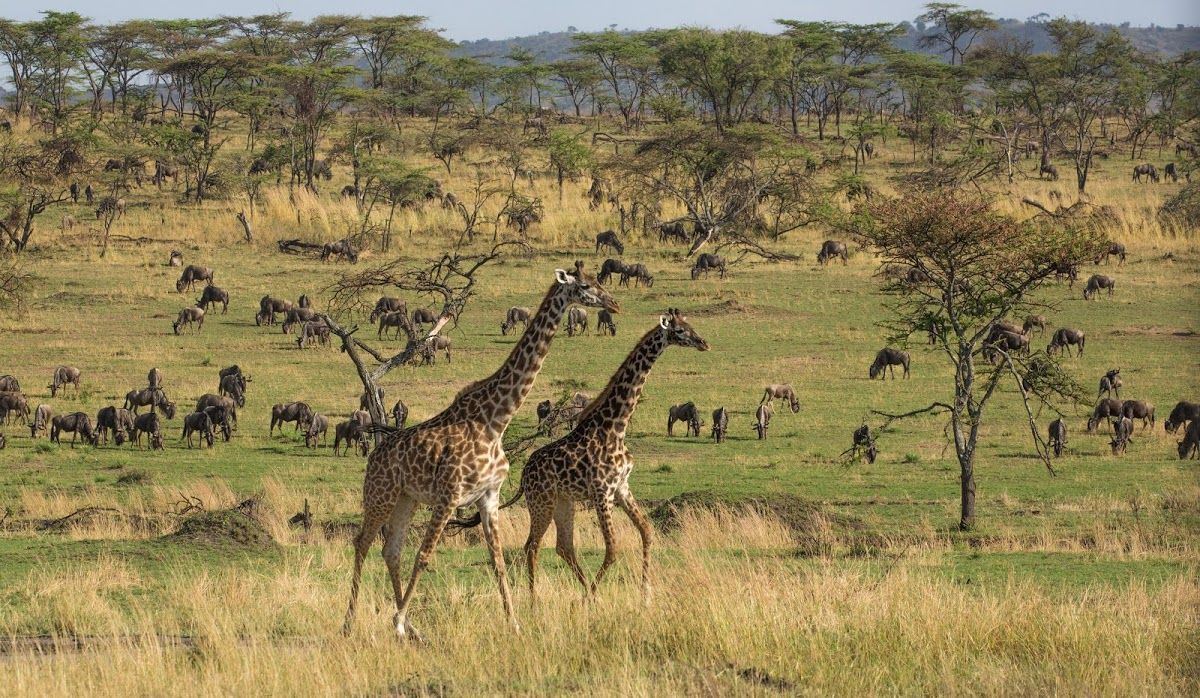 Frases que te farão querer viajar para África imediatamente
