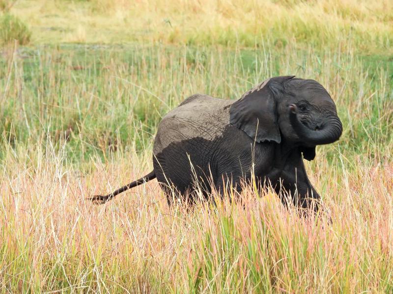 Young African elephant calf walking through long grass in Botswana's Okavango Delta.