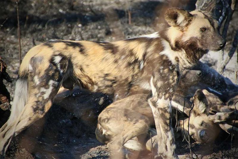Africa's Wild 3