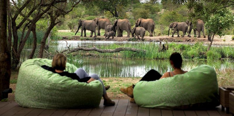 Troupeau d'éléphant au bord de la rivière de Timbavati.