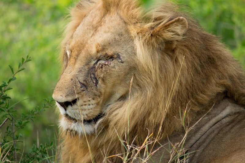 Ein männlicher Löwe mit Narbe im Gesicht nahe der Thornybush Game Lodge