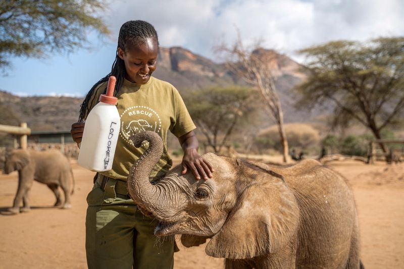 Orphaned baby elephant being fed milk by keeper