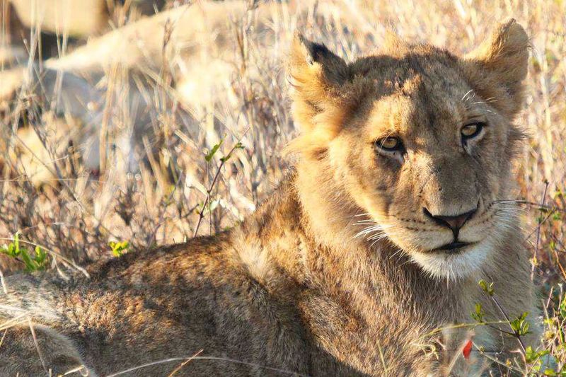 "Look at this little guy just starting to get his mane..."