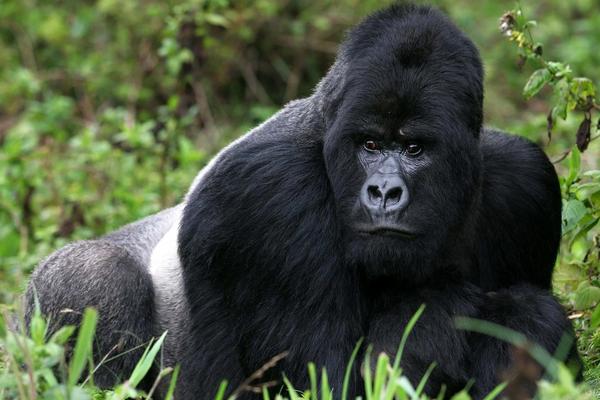 Trekking de gorilas en Ruanda: guía práctica