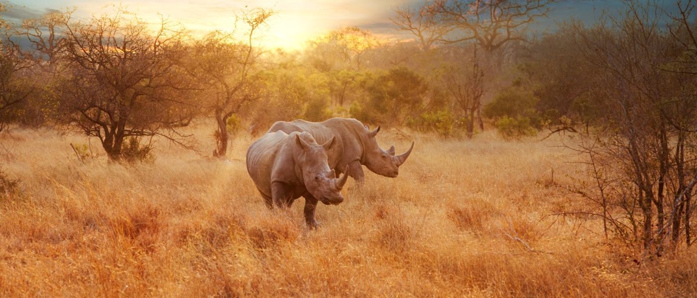 Rhino Africa wurde zum weltweit führenden Safari-Unternehmen gekürt