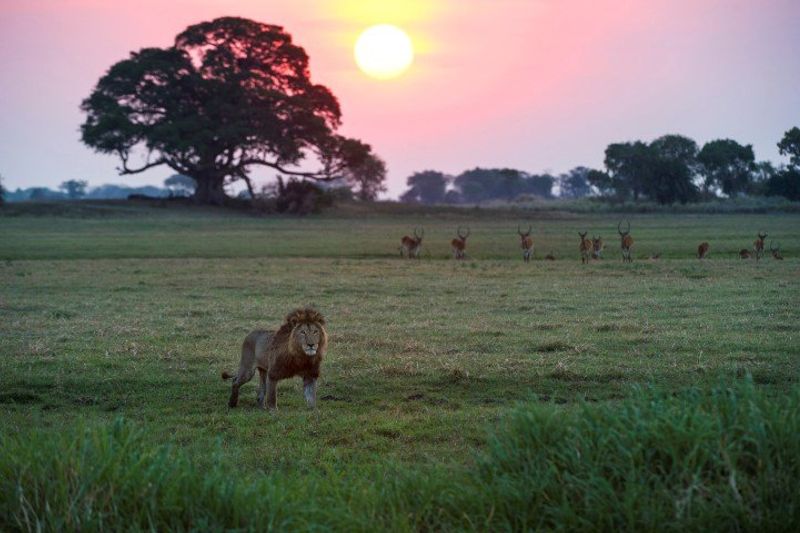 Ein Löwe schreitet bei Sonnenuntergang durch die grüne Graslandschaft in Sambia