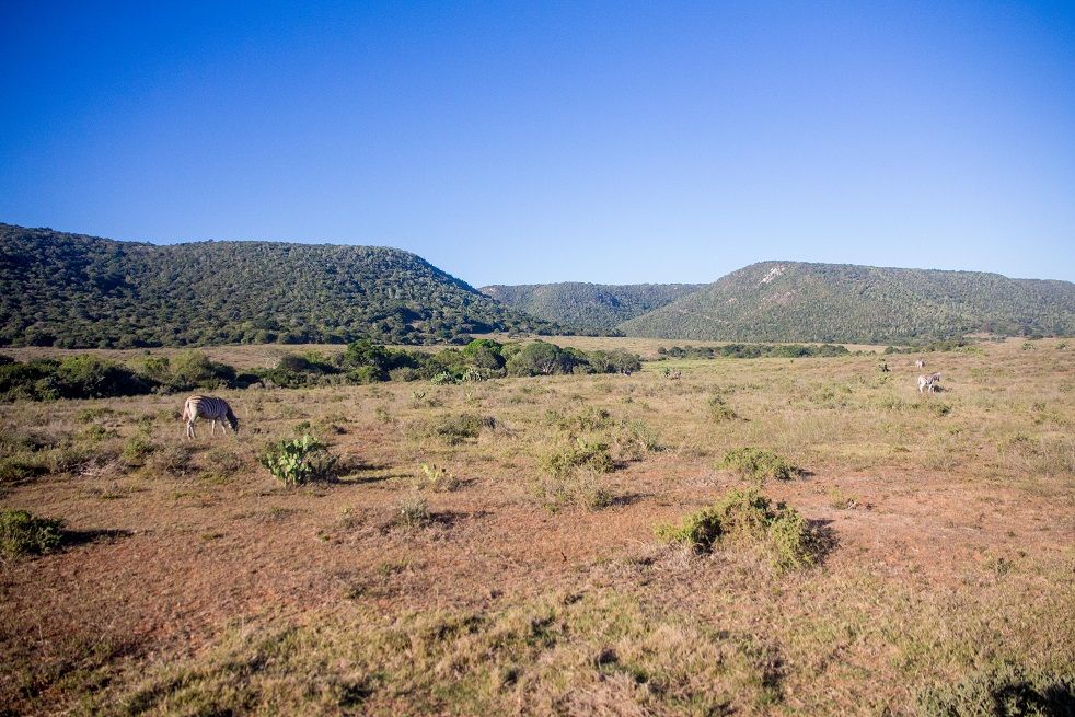 Afrique du Sud - Episode 2 : un safari à Kariega