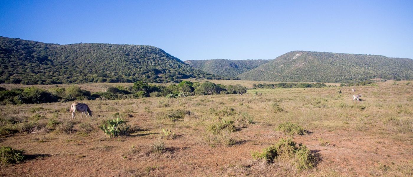 Afrique du Sud - Episode 2 : un safari à Kariega