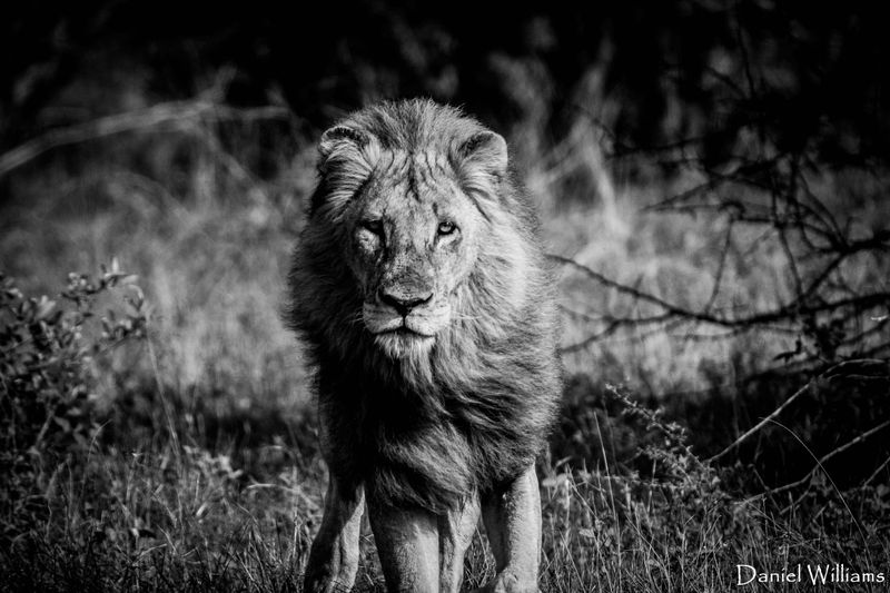 Blakc-and-White-lion